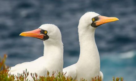 Seriously, When is the Best Time to Visit the Galapagos?