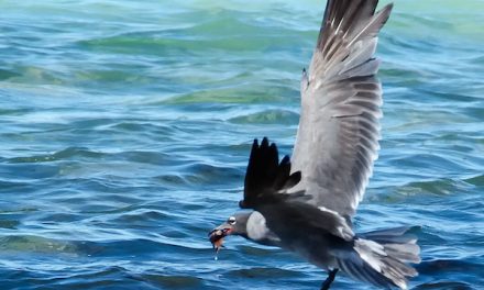 Photo of the Day: The Rarest Gull in the World in Flight