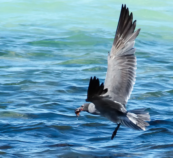 Photo of the Day: The Rarest Gull in the World in Flight