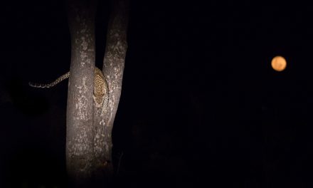 Photo of the Day: By the Light of the Full Moon