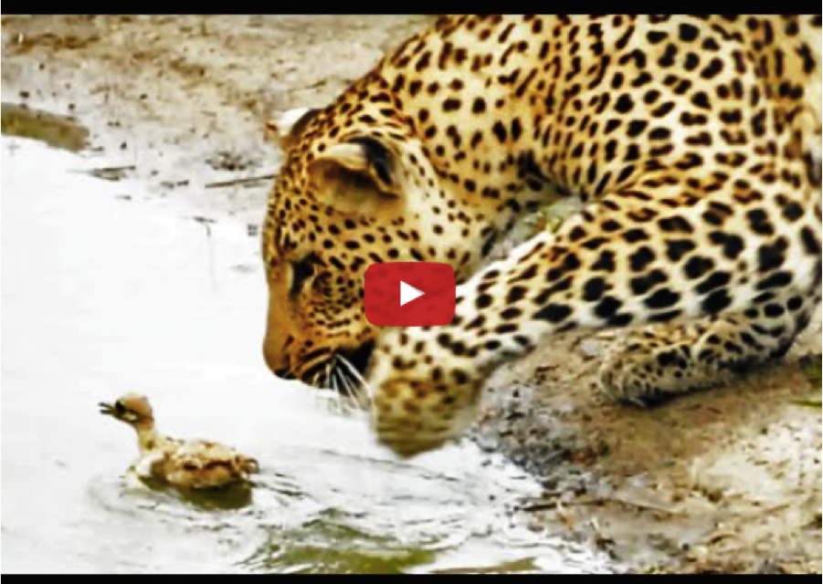 Video: Baby Bird vs Hungry Leopard