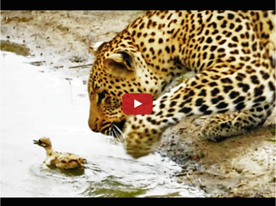Video: Baby Bird vs Hungry Leopard