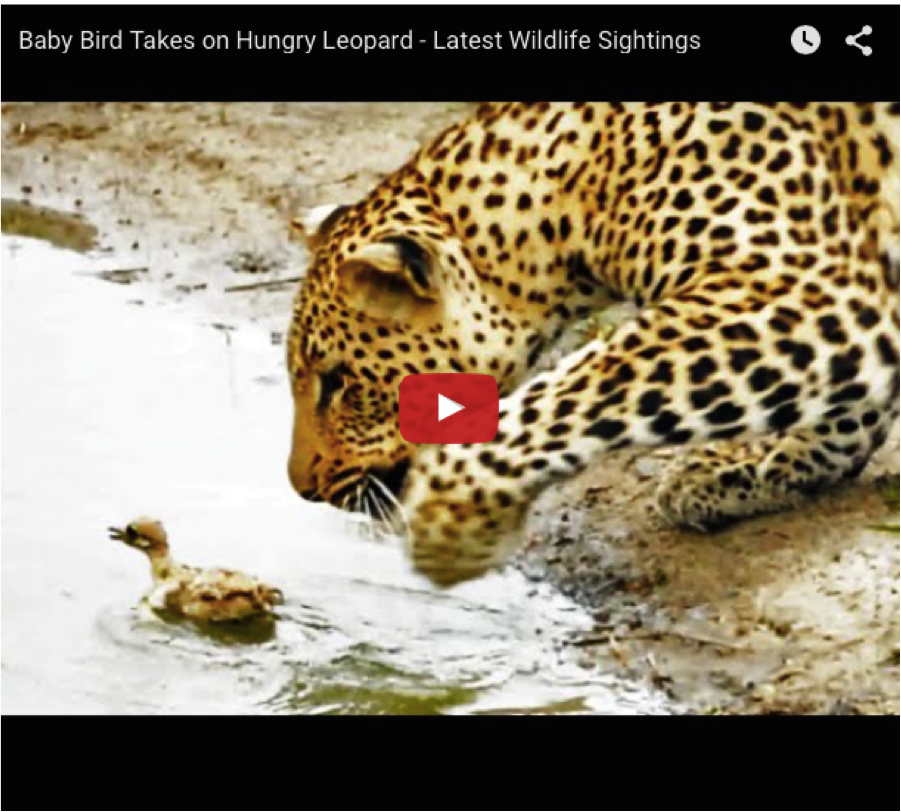 leopard vs chick