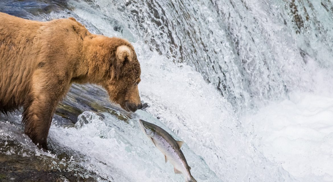 Wildlife Photo of the Week: Grizzly Staring Contest