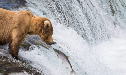 Wildlife Photo of the Week: Grizzly Staring Contest