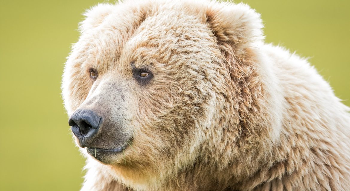 Wildlife Photo of the Week: Brown Bear of Hallo Bay