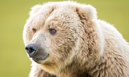 Wildlife Photo of the Week: Brown Bear of Hallo Bay
