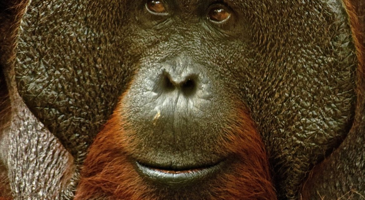Wildlife Photo of the Week: Orangutan Chief