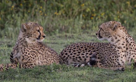 Wildlife Photo of the Week: Cheetah Mother & Son
