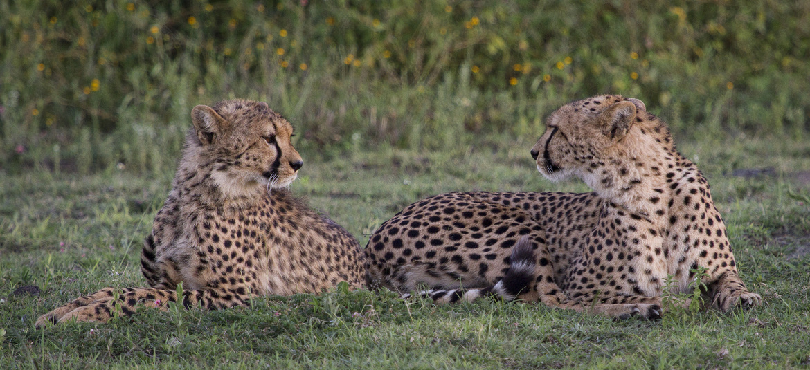 Wildlife Photo of the Week: Cheetah Mother & Son