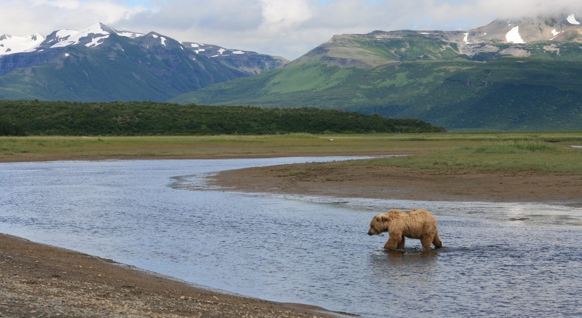 Wildlife Photo of the Week: Grizzly River Walk