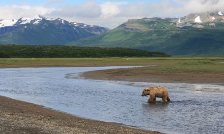 Wildlife Photo of the Week: Grizzly River Walk