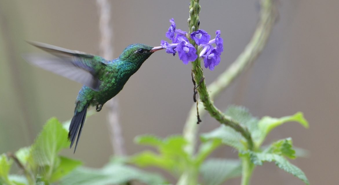 Wildlife Photo of the Week: Costa Rica Hummingbird