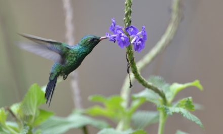Wildlife Photo of the Week: Costa Rica Hummingbird