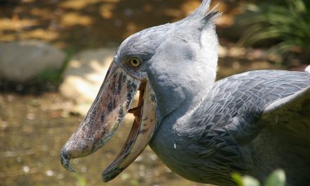 6 Reasons Uganda Should Be on Your Safari Bucket List (That Aren't Gorillas and Chimps)