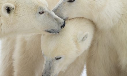 Polar Bears — Fun Facts for Kids!