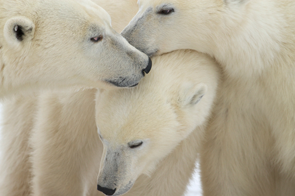 Polar Bears: Fun Facts for Kids