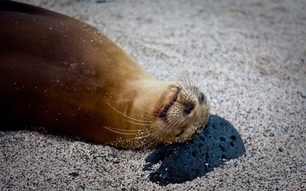 Photo of the Day: An Odd Choice for a Pillow
