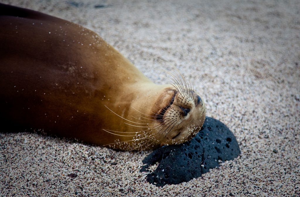 Photo of the Day: An Odd Choice for a Pillow