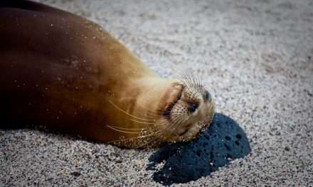 Photo of the Day: An Odd Choice for a Pillow