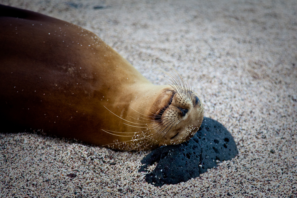 galapagos sea lion sleeping on beach