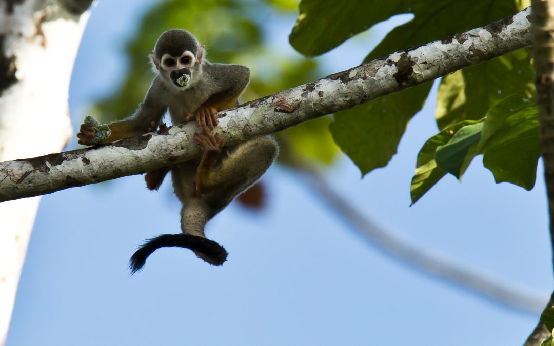 Twenty-Five Years in the Amazon