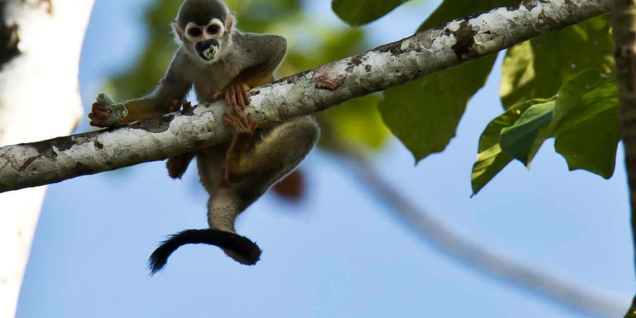 Twenty-Five Years in the Amazon