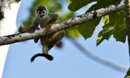 Twenty-Five Years in the Amazon