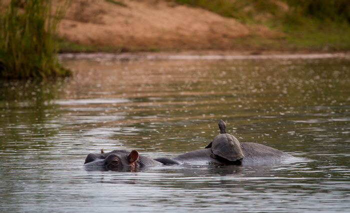 terrapin catches a ride on a hippo