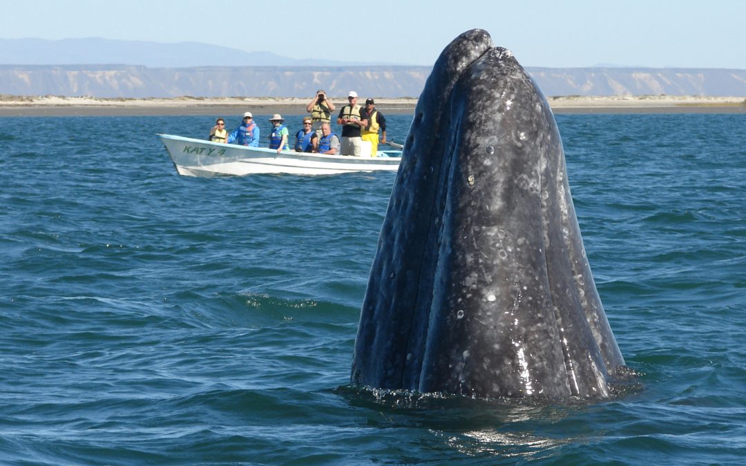 Eye to Eye with the Friendly Giants of Baja: The Great Gray Whales