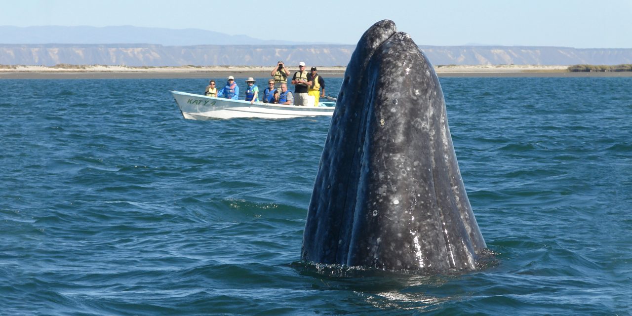 Eye to Eye with the Friendly Giants of Baja: The Great Gray Whales