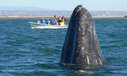 Eye to Eye with the Friendly Giants of Baja: The Great Gray Whales
