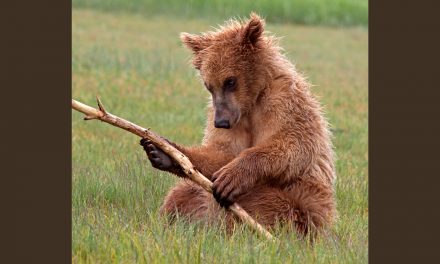 Bears Are Outsmarting Us, and It Might Kill Them