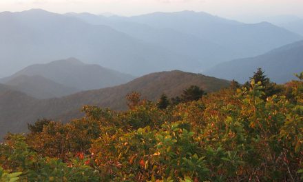 South Korean Forest Is Cut Down for the Olympics: Is Restoration Possible?