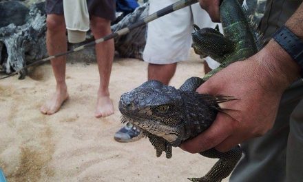 Leaping Lizard! A Mainland Iguana Was Recently Discovered in the Galapagos