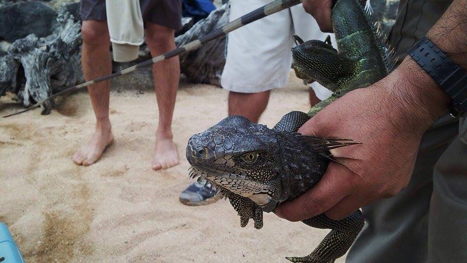 invasive mainland iguana captured in the Galapagos