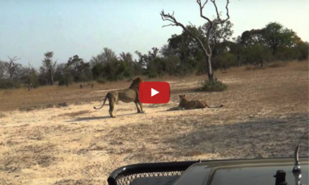 (Video) Female Lion Fights for Survival at Mala Mala