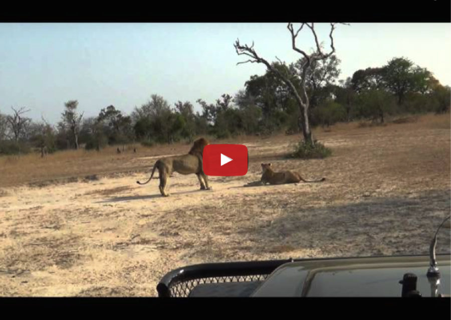(Video) Female Lion Fights for Survival at Mala Mala