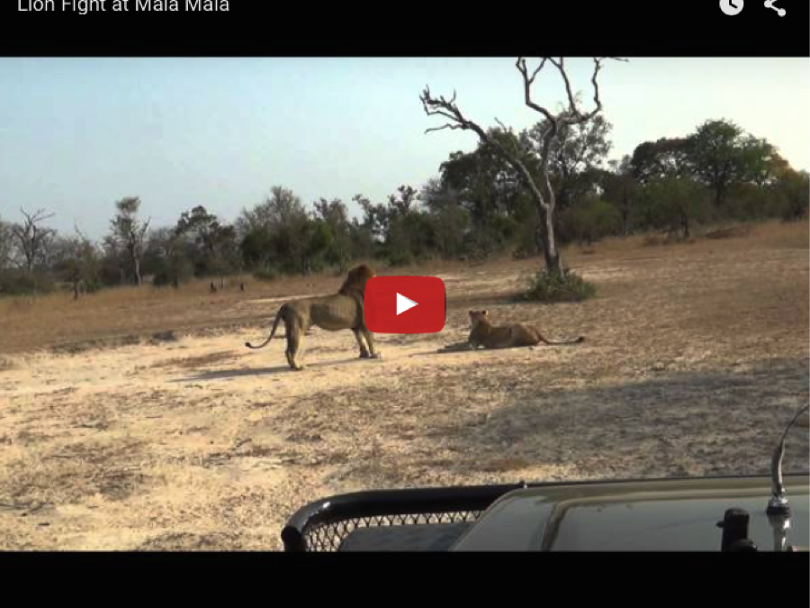 (Video) Female Lion Fights for Survival at Mala Mala