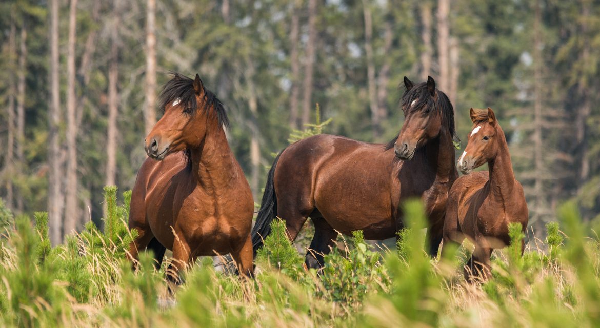Wildlife Photo of the Week: Wild Horses of Alberta