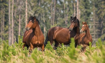 Wildlife Photo of the Week: Wild Horses of Alberta