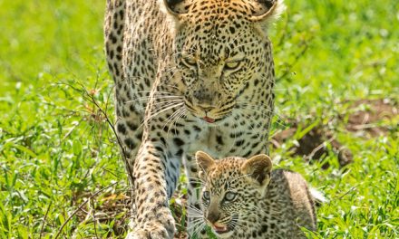 Wildlife Photo of the Week: Protective Leopard Mom
