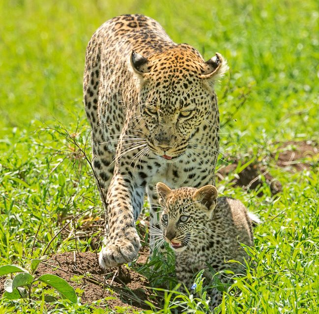 Wildlife Photo of the Week: Protective Leopard Mom