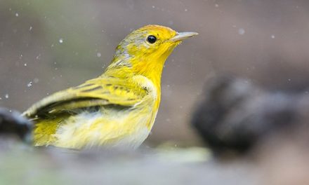 New Galapagos Birdwatching App Takes Flight
