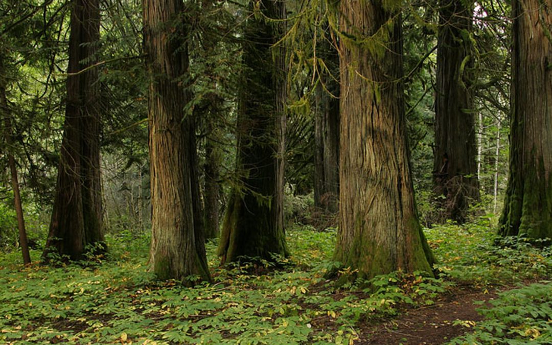 Video: Trees Have Their Own Internet, and It Works Like Ours