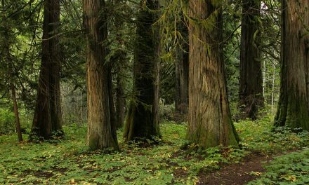 Video: Trees Have Their Own Internet, and It Works Like Ours