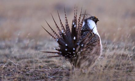 Most of Us Support the Endangered Species Act. So Why Doesn’t Congress?