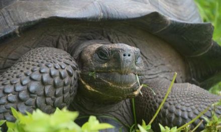 Scientists Discover a Brand New Species of Galapagos Giant Tortoise