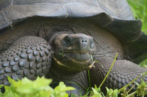 newly discovered tortoise species in the galapagos islands.