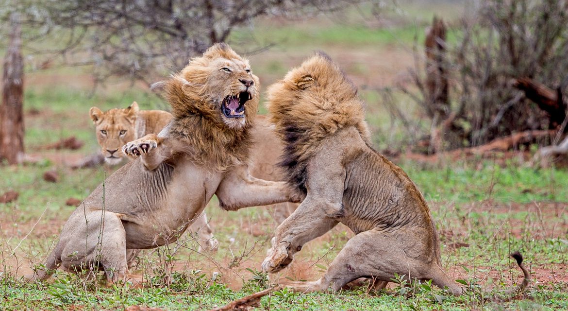 Wildlife Photo of the Week: Teeth & Testosterone